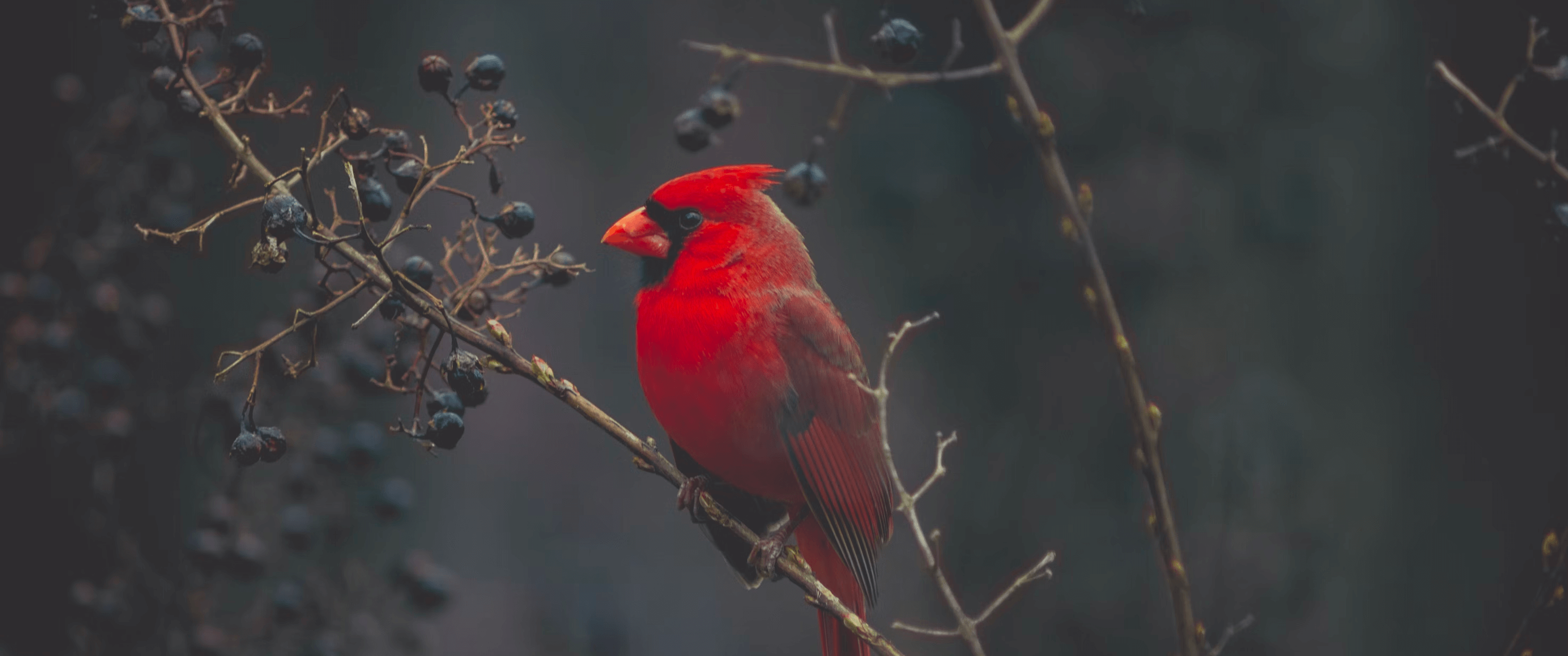 tracy aviary
